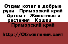 Отдам котят в добрые руки - Приморский край, Артем г. Животные и растения » Кошки   . Приморский край